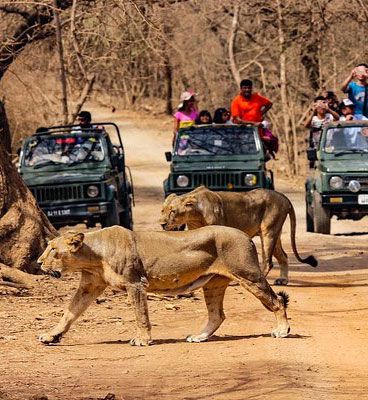 Gir Safari Ride